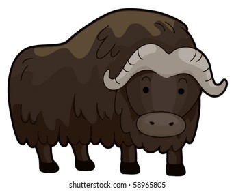 Cute Muskox