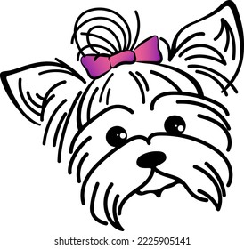 Cute muzzle yorkie. Haircut and care for pets