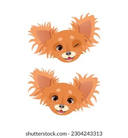 Cute muzzles of a brown fluffy dog of the Chihuahua breed