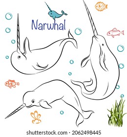 Cute Narwhal Doodle Collection in Different Poses in Free Hand Drawing Vector Illustration Style.