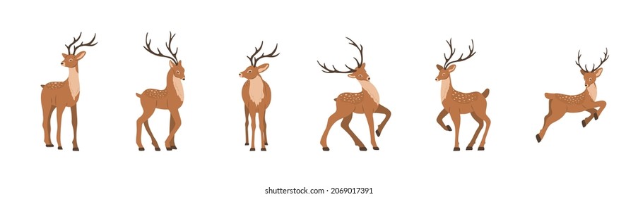 Cute noble sika deer. Set of reindeers with antlers in different poses isolated on white background. Ruminant mammal animal. Vector illustration in flat cartoon style.