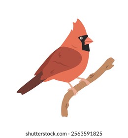 Cute Northern cardinal cartoon clipart. Red cardinal vector illustration in flat style. Hand-drawn wild animal concept