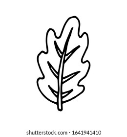 Cute oak leaf design element. Сoncept nature. Hand drawn vector illustration in doodle style outline drawing isolated on white background.