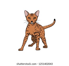 Cute Ocicat Cartoon Cat. Vector illustration of purebred ocicat cat.