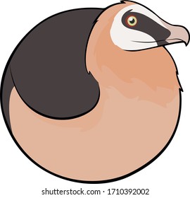 Cute Old World bird of prey.  Bearded vulture shaped like a round ball.  Wild, rust colored version.  Also known as a lammergeier or osifrage. 
