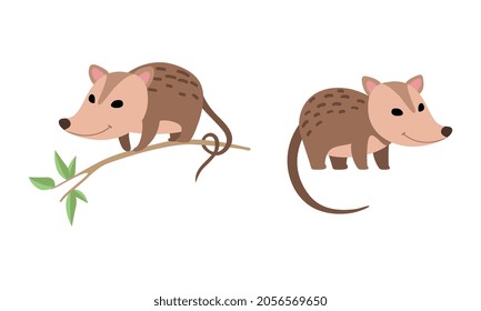 Cute Opossum Animal Sitting on Tree Branch and Standing Vector Set