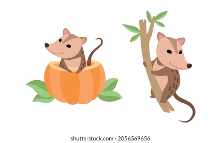 Cute Opossum Animal Sitting on Tree and Peeping Out from Pumpkin Vector Set