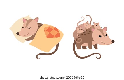 Cute Opossum Animal Sleeping on Pillow Under Blanket and Carrying Baby on Its Back Vector Set