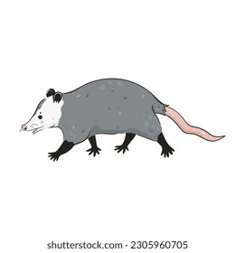 Cute opossum isolated on a white background. Vector graphics.