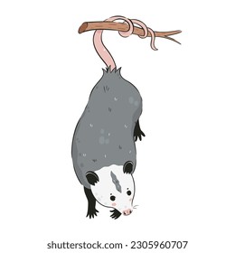 Cute opossum isolated on a white background. Vector graphics.