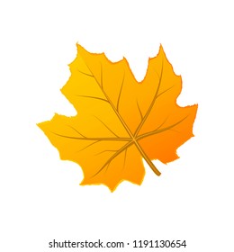 Cute orange autumn leaf on white