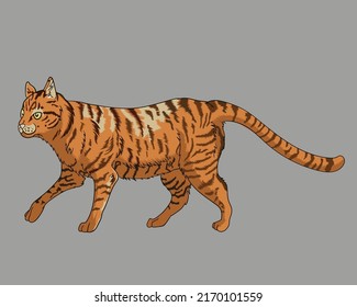 Cute orange cat isolated on gray background