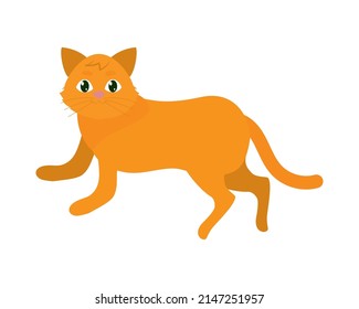 lindo gato naranja en fondo blanco