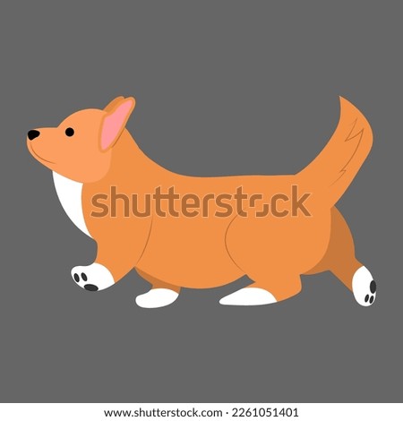 Cute orange corgi walks imposingly