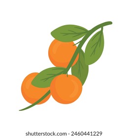 Lindas frutas de naranja que cuelgan con rama y hojas verdes dibujo de dibujos animados Ilustración vectorial aislada sobre fondo blanco