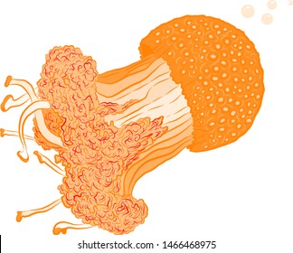 cute orange jellyfish sea vector