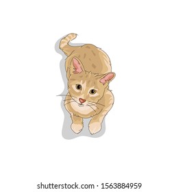 Cute Orange Kitten in Action