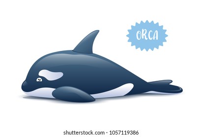 Cute Orca killer whale. Vector illustration