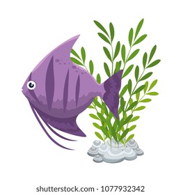 cute ornamental fish with seaweed