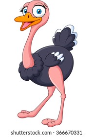 Cute ostrich posing isolated on white background