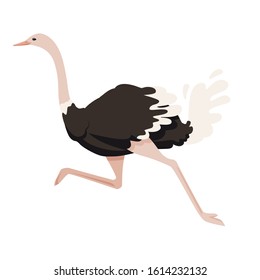Cute ostrich running african flightless bird cartoon animal design flat vector illustration isolated on white background