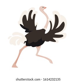 Cute ostrich running african flightless bird cartoon animal design flat vector illustration isolated on white background