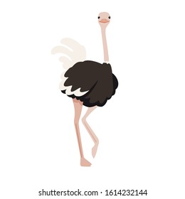 Cute ostrich stay on one leg african flightless bird cartoon animal design flat vector illustration isolated on white background