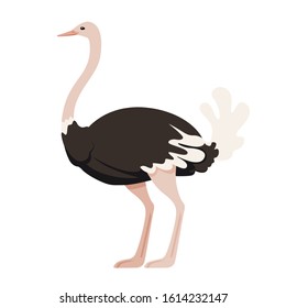 Cute ostrich stay on two legs african flightless bird cartoon animal design flat vector illustration isolated on white background