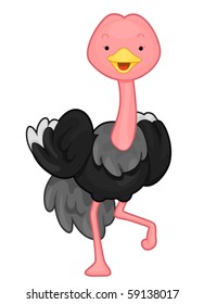 A Cute Ostrich walking