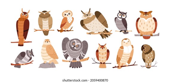 Cute owl birds set. Funny owlets, feathered animals, sitting on tree branches and watching for smth with bulging eyes. Amusing smart birdies. Flat vector illustration isolated on white background