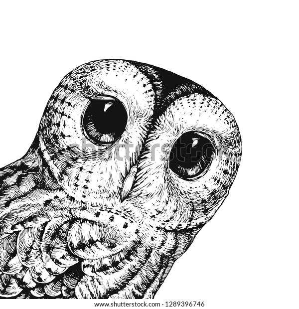 Download Cute Owl Illustration Vector Illustration Baby Stock ...