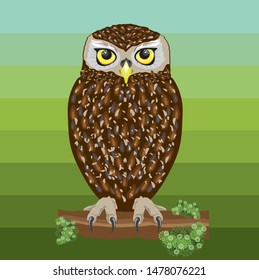 Cute owl vector illustration cartoon