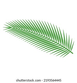 cute of palm leaf on cartoon version,vector illustration