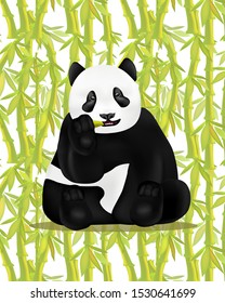 Cute panda eating bamboo. Bamboo background. 