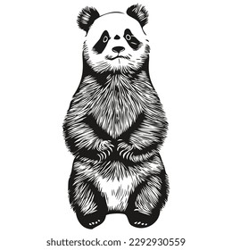 Cute Panda on white background, hand draw illustration Pandas
