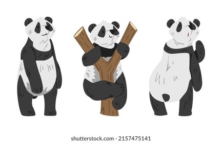 Cute panda set. Lovely wild animal cartoon vector illustration