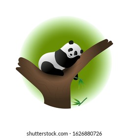 Cute Panda sleeps in a tree after lunch. Vector isolated image.