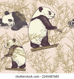 Cute pandas in bamboo thickets. Pen and ink  drawing. The Pandas obtain food by bamboo forest in their native habitats. Vector background.