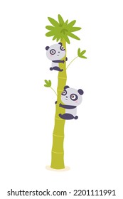 Cute pandas sit on bamboo plant in Asian forest vector illustration. Cartoon isolated two vegetarian fat bear characters sitting on green tree with leaves on branches to eat, little baby animals
