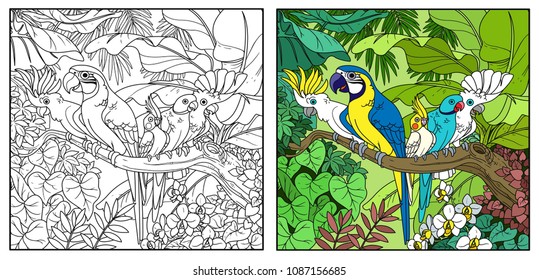 Cute parrots of different breeds sits on branch in wild jungle color and black contour line drawing for coloring on a white background