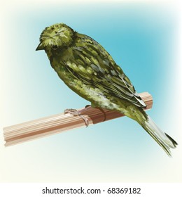 cute passerine canaria-bird