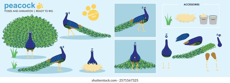 Cute Peacock character ready for animation, collection vector multiple poses feathers bird