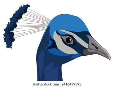Cute peacock with crest and beak