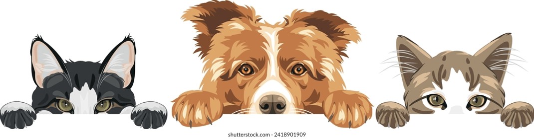 Cute peeking Border Collie dog and two cats. Vector