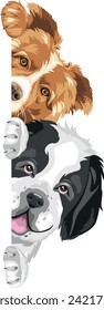Cute peeking Border Collie and Saint Bernard dog isolated on white. Vector
