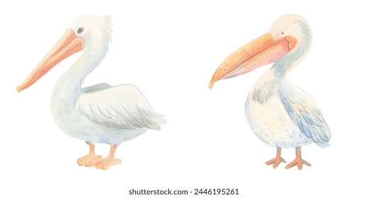 cute pelican watercolour vector illustration 