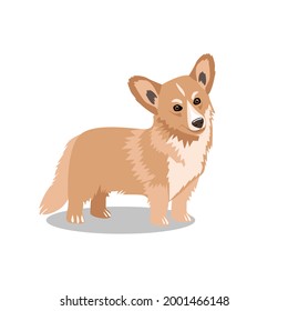 Cute Pembroke Welsh Corgi dog, isolated on a white background. Favorite pets