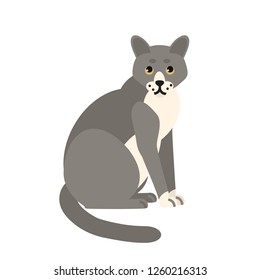 Cute pensive grey cat isolated on white background. Funny domestic animal or pet. Adorable sitting kitty or pussycat, lovely furry friend. Colorful vector illustration in flat cartoon style.