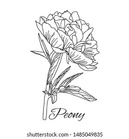 Cute Peony flower in line art style isolated on white background. Vector illustration.