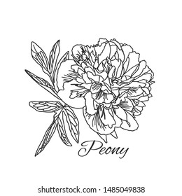 Cute Peony flower in line art style isolated on white background. Vector illustration.